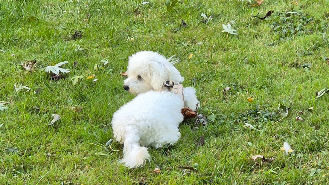 Noopy et sa peur de l'extérieur