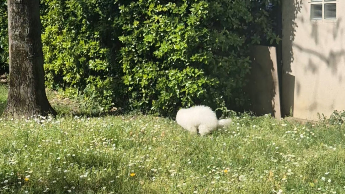 Noopy et la propreté