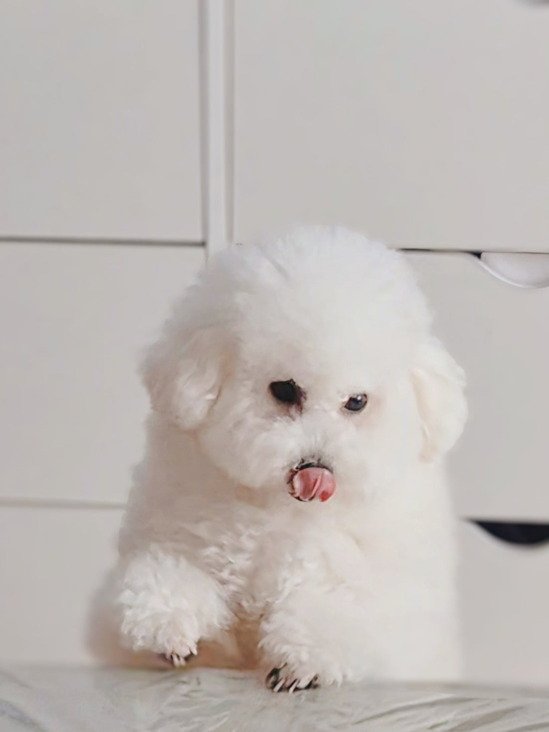 Noopy boude sa gamelle