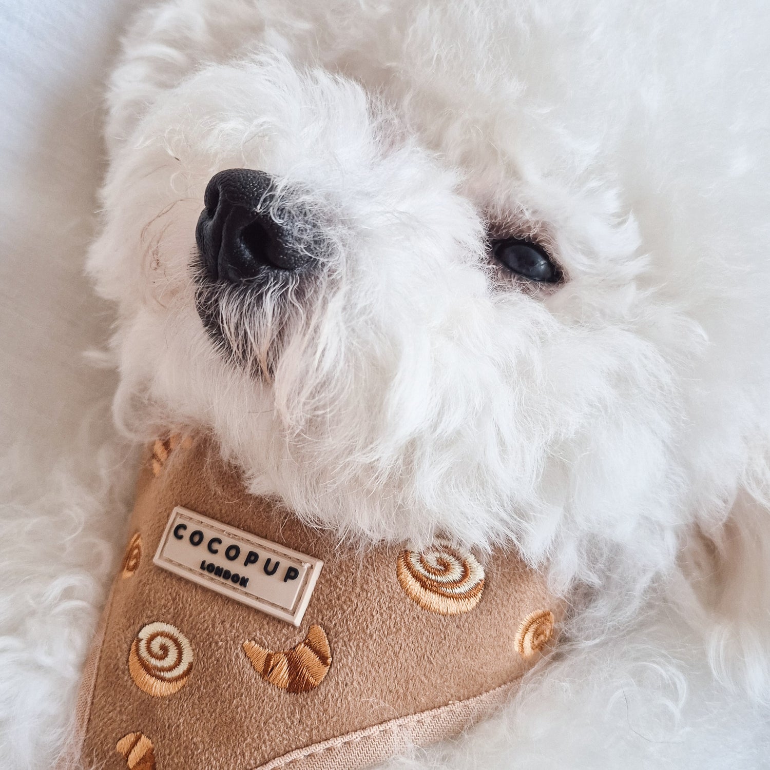 Accessoires et produits de balade pour chien