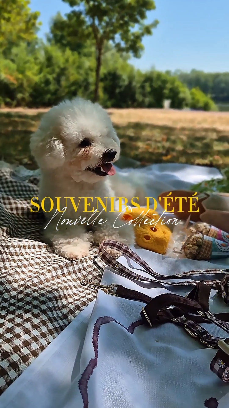 Souvenirs d'Été