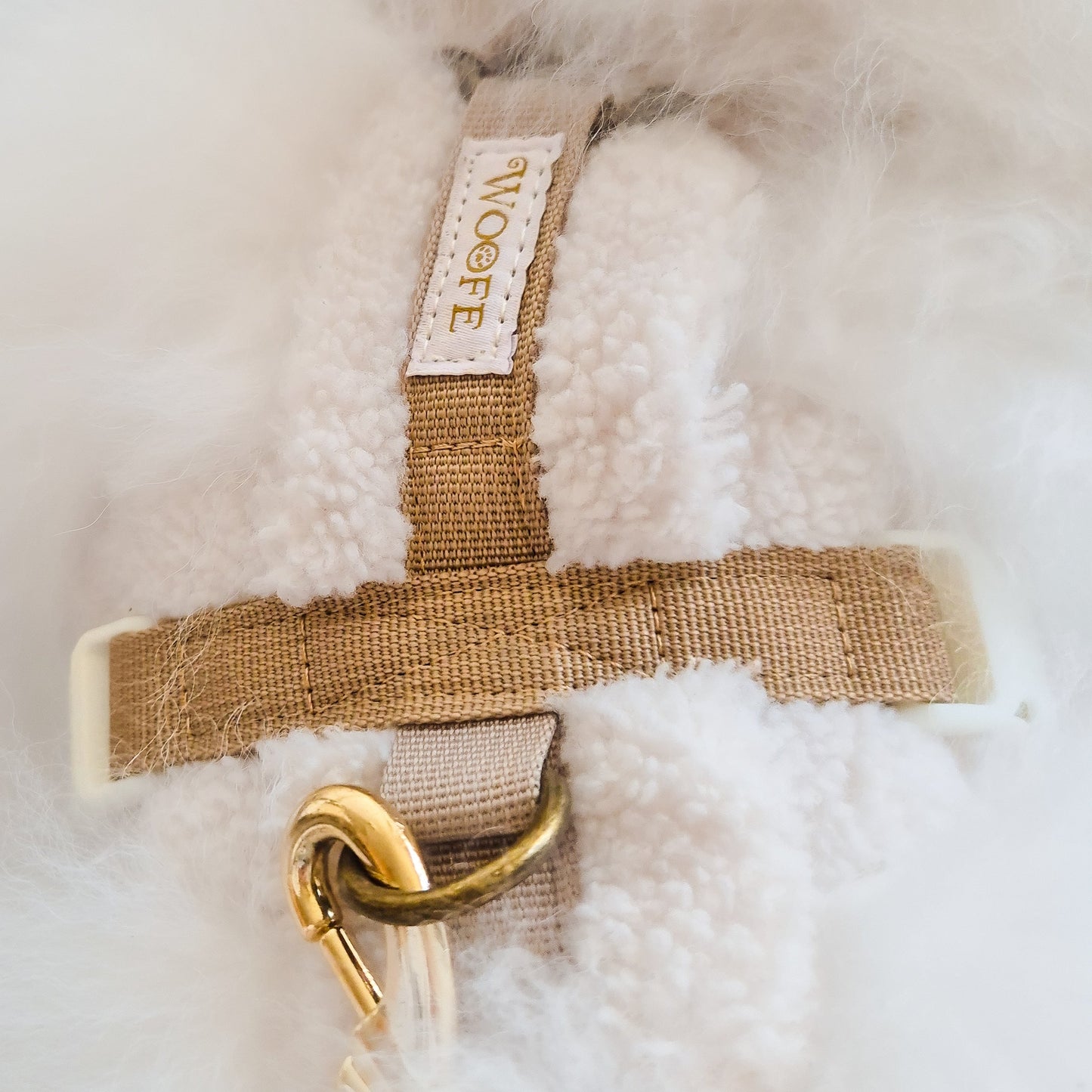 Douillet harness in a Y-shape