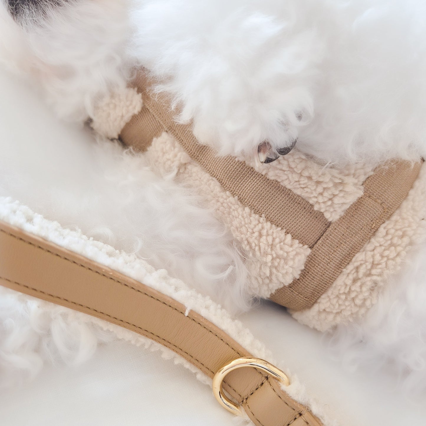 Douillet harness in a Y-shape